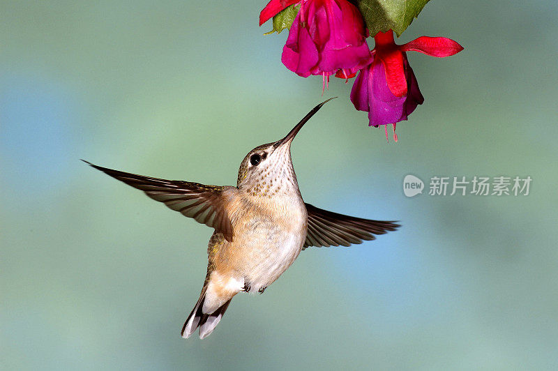 雌性黑下巴蜂鸟(Archilochus alexandri)